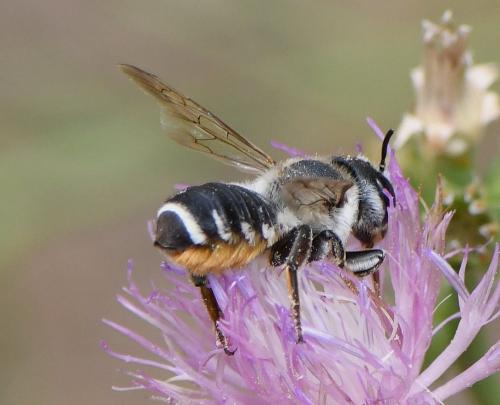 Réf. 237 491 : Megachile albisecta
